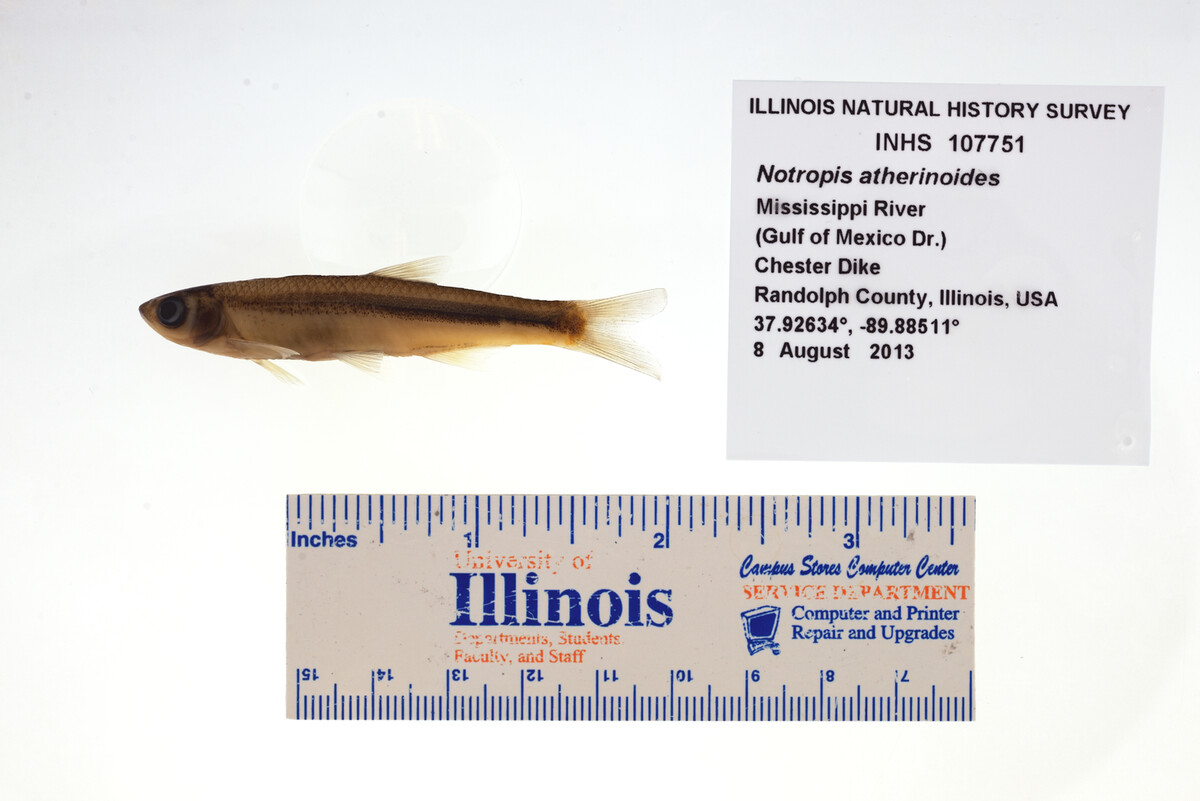 Notropis atherinoides image