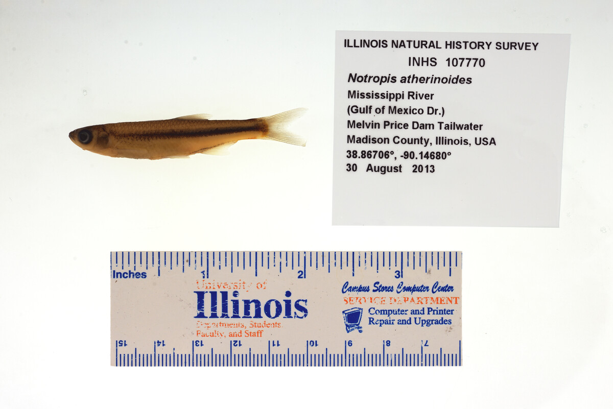Notropis atherinoides image