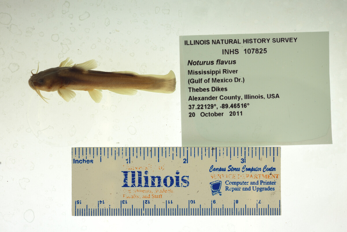 Noturus flavus image