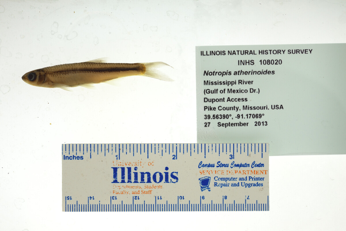 Notropis atherinoides image