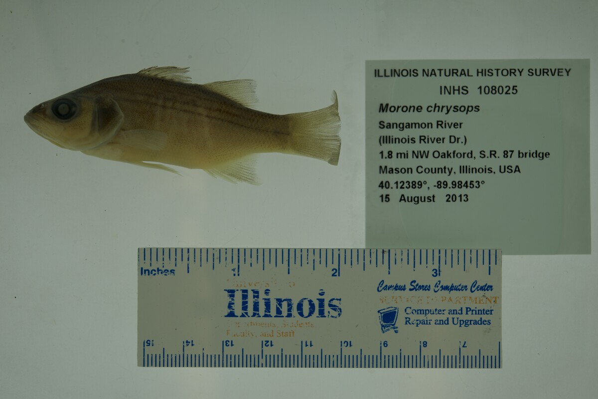 Morone chrysops image