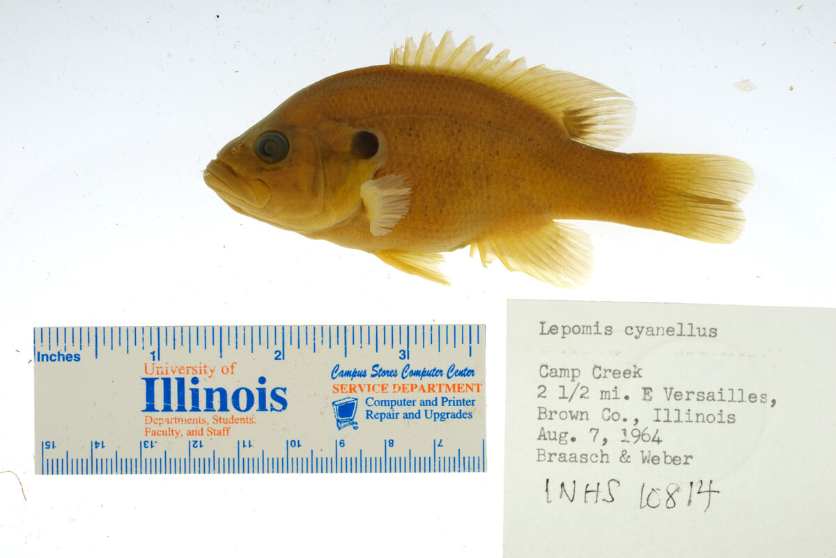 Lepomis cyanellus image