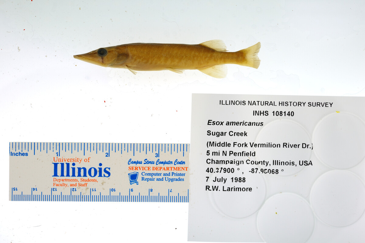 Esox americanus image
