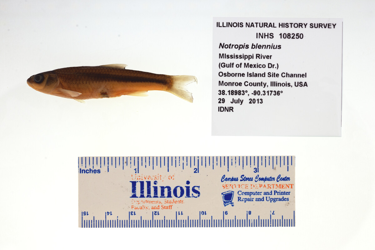 Notropis image