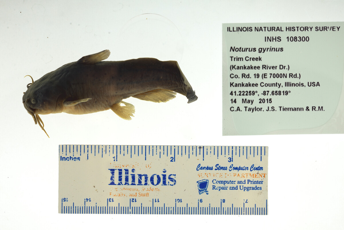 Noturus gyrinus image