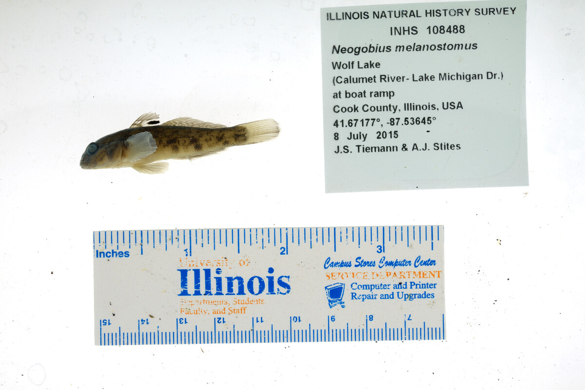 Neogobius melanostomus image