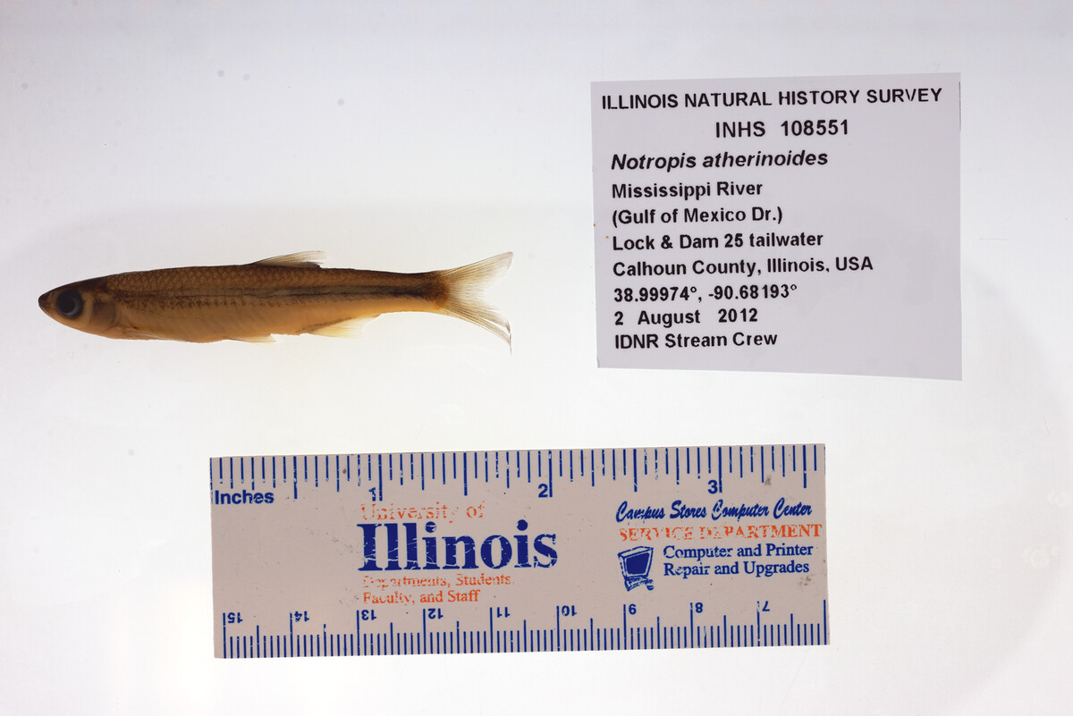 Notropis atherinoides image