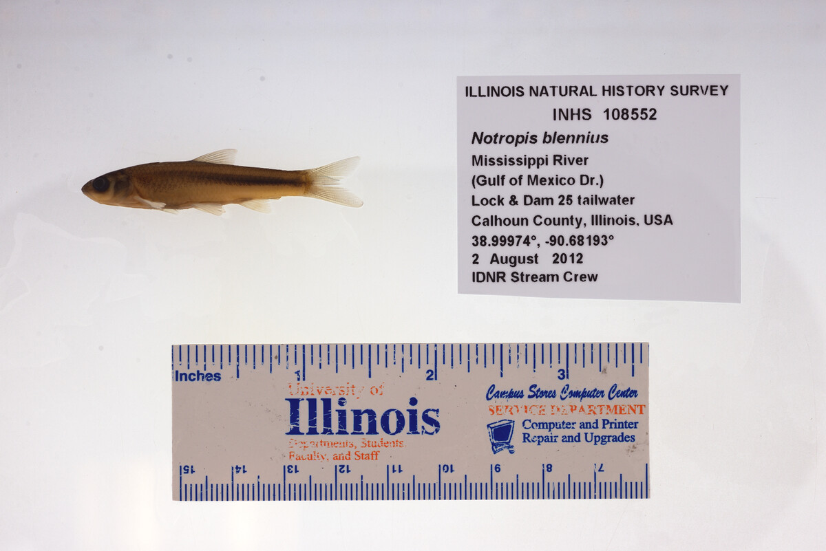 Notropis blennius image