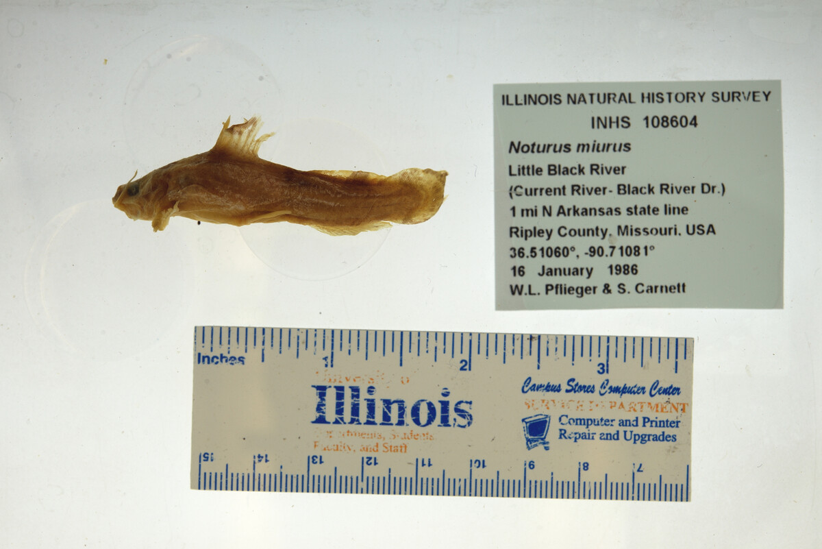 Noturus miurus image