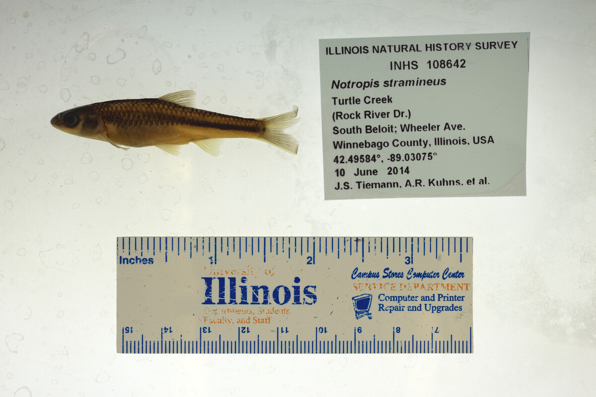Notropis stramineus image