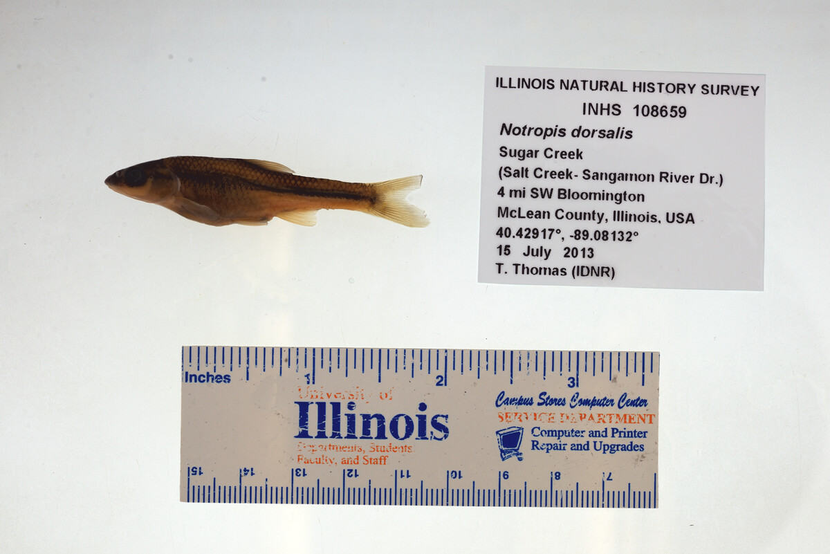 Hybopsis dorsalis image