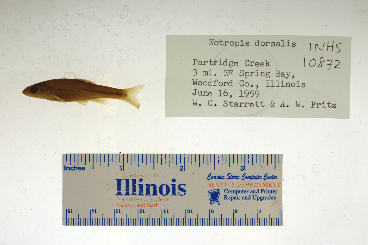 Hybopsis dorsalis image