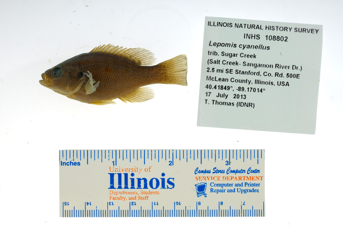 Lepomis cyanellus image