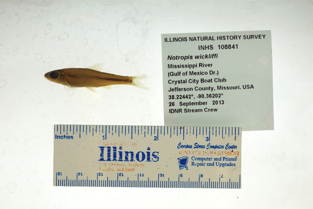 Notropis wickliffi image