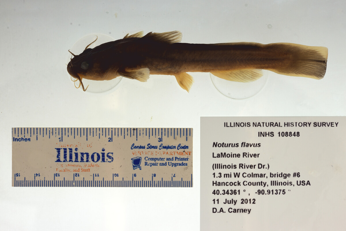 Noturus flavus image
