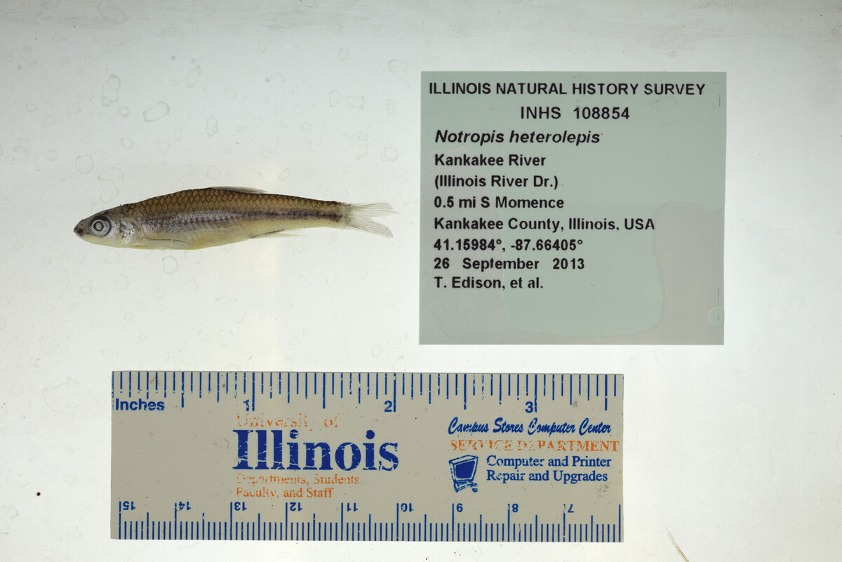 Notropis heterolepis image