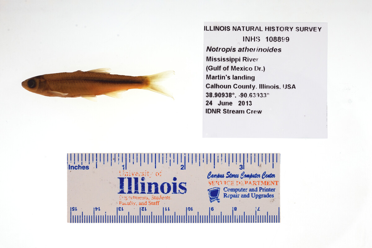 Notropis atherinoides image