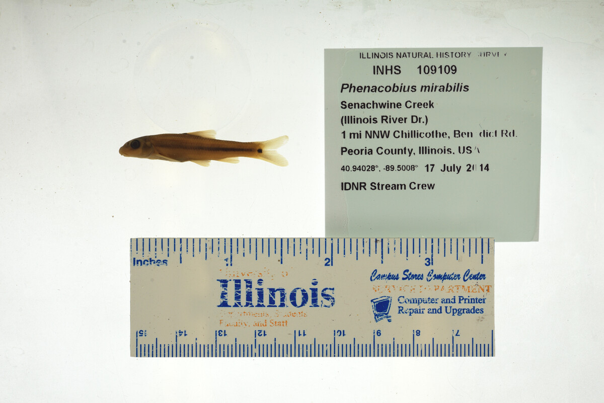 Phenacobius mirabilis image
