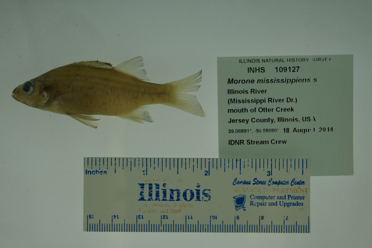 Morone mississippiensis image