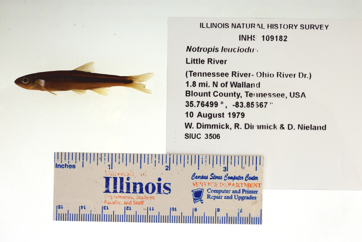 Notropis leuciodus image