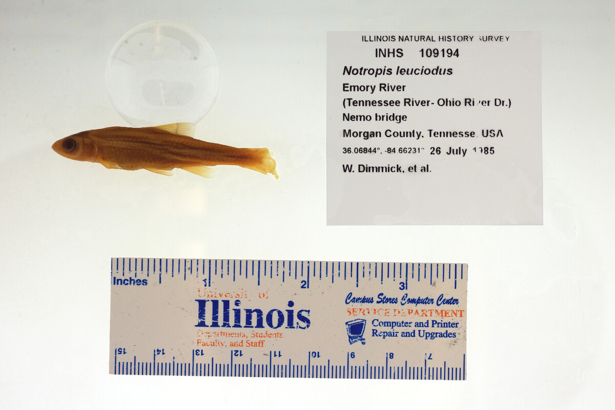 Notropis leuciodus image