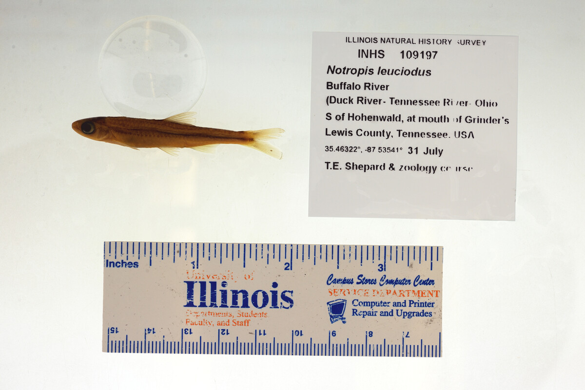 Notropis leuciodus image