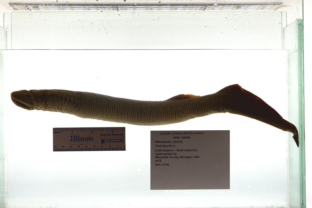 Petromyzon marinus image