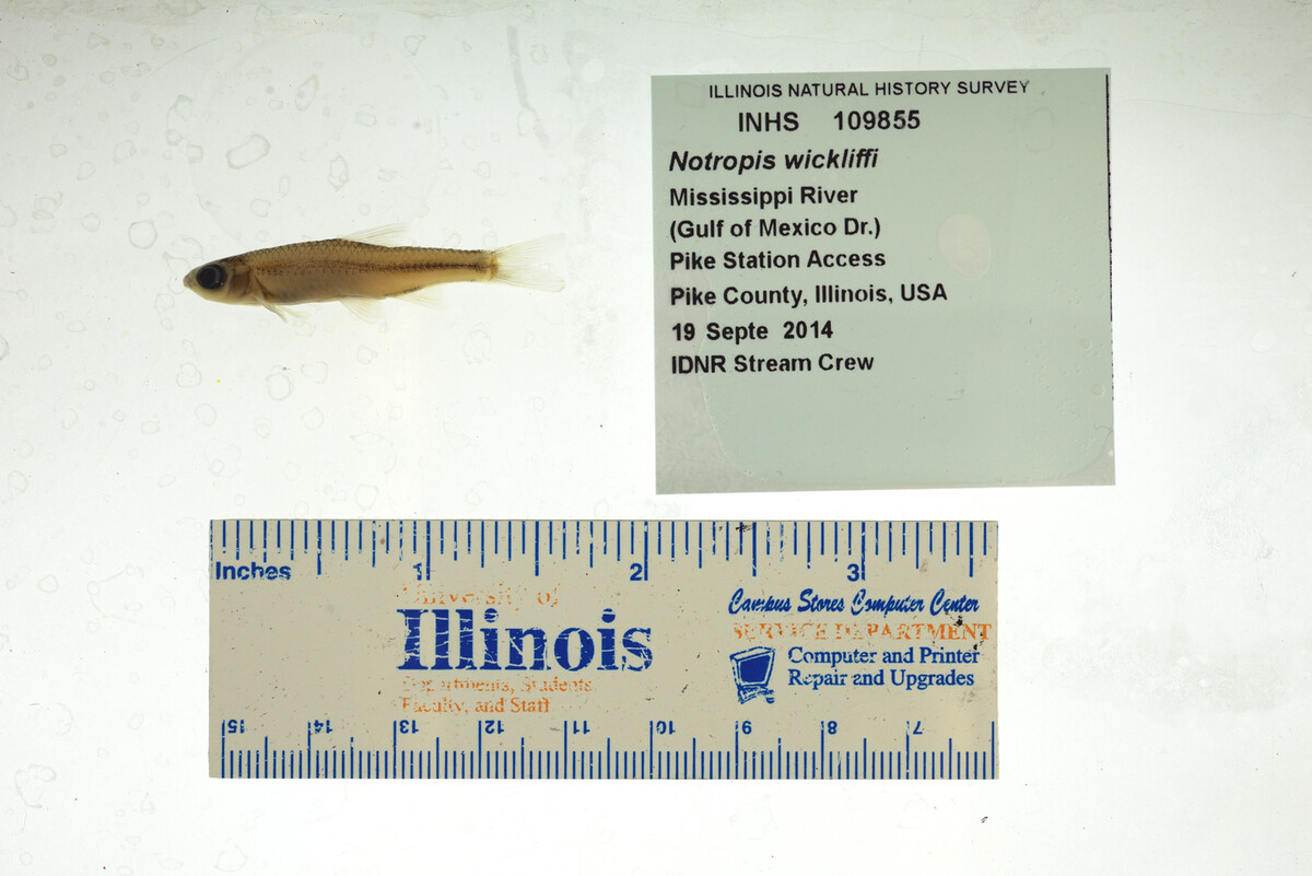 Notropis wickliffi image