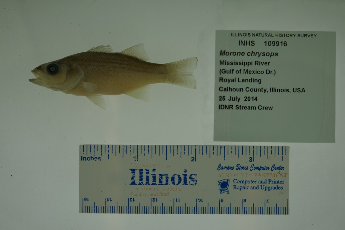 Morone chrysops image
