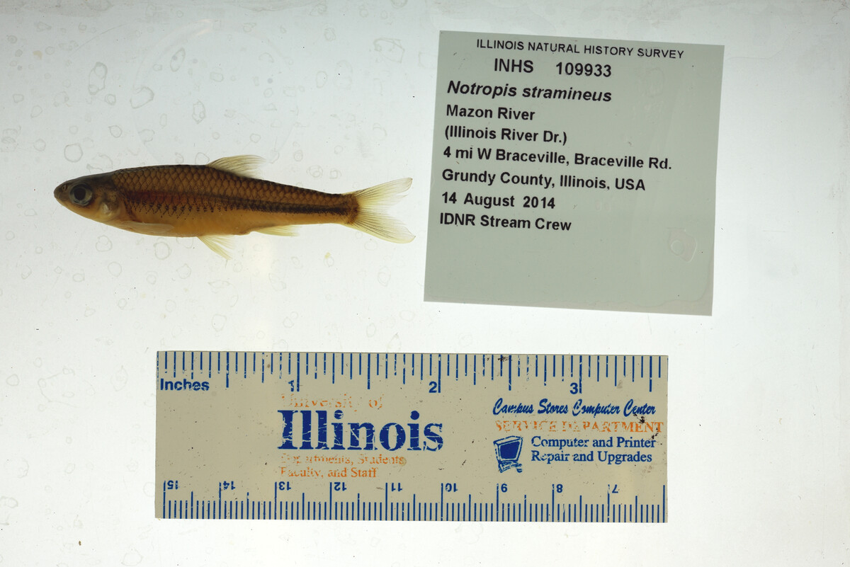 Notropis stramineus image