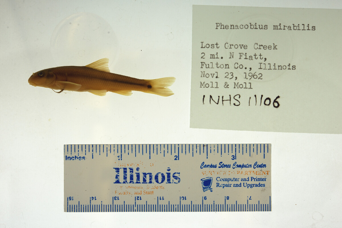 Phenacobius mirabilis image