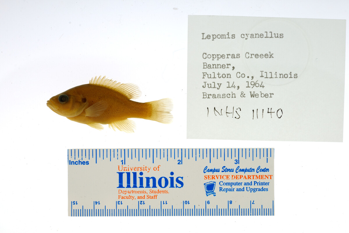 Lepomis cyanellus image