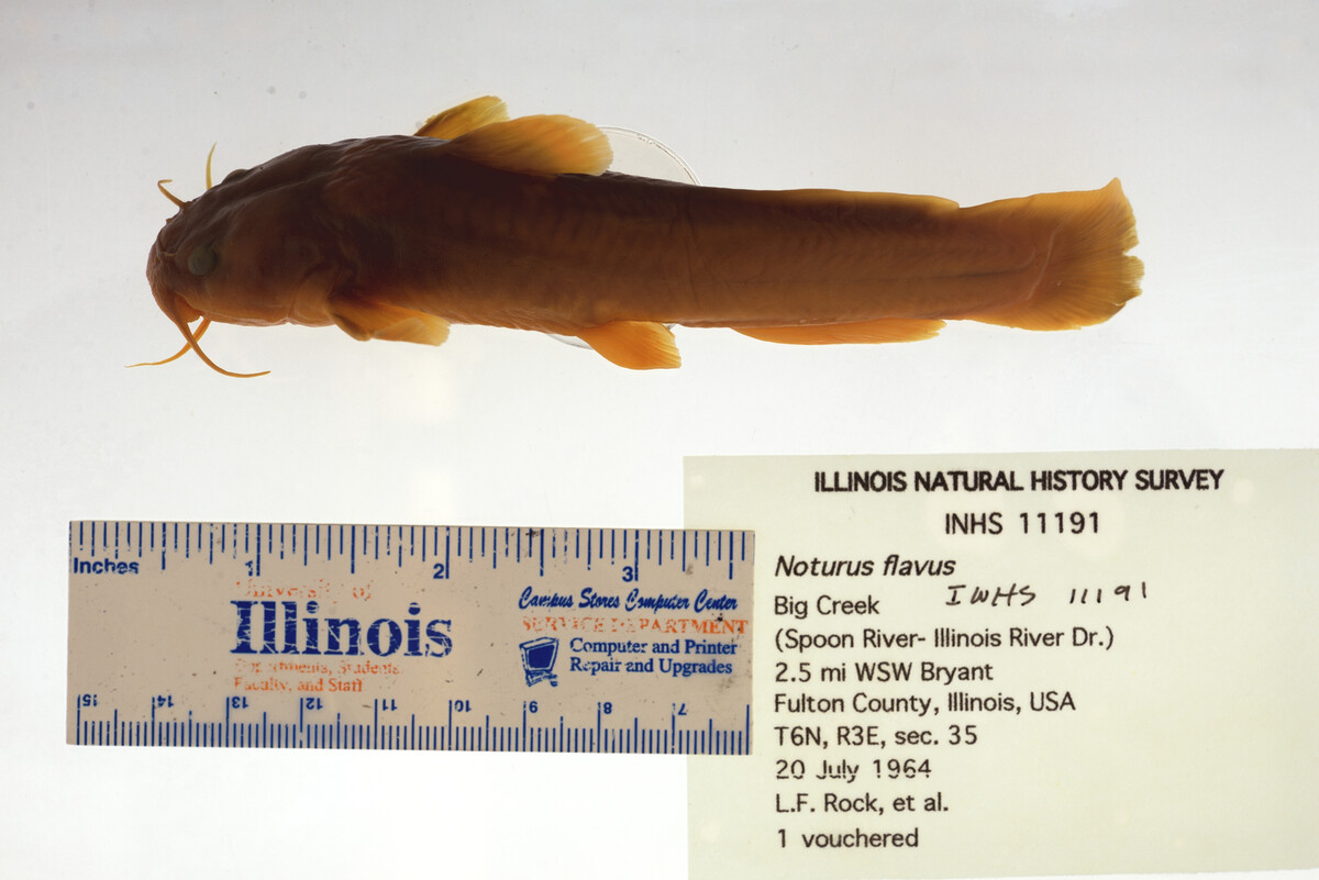 Noturus flavus image