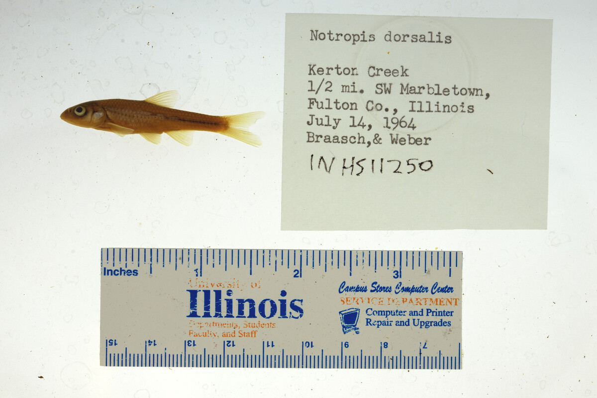Hybopsis image