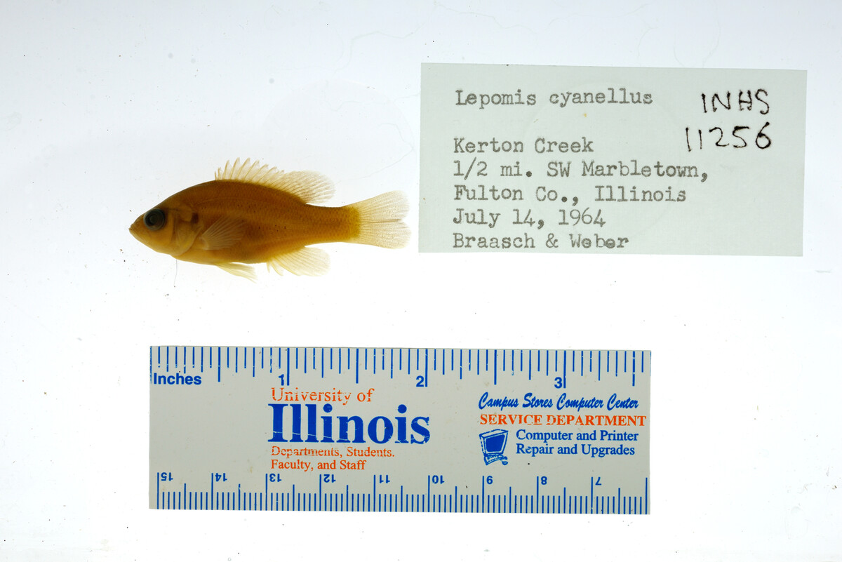 Lepomis cyanellus image