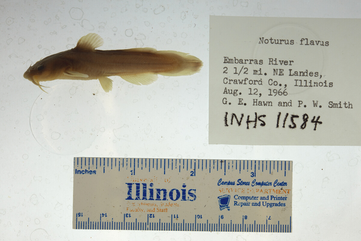 Noturus flavus image