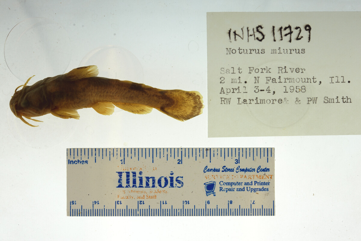 Noturus miurus image