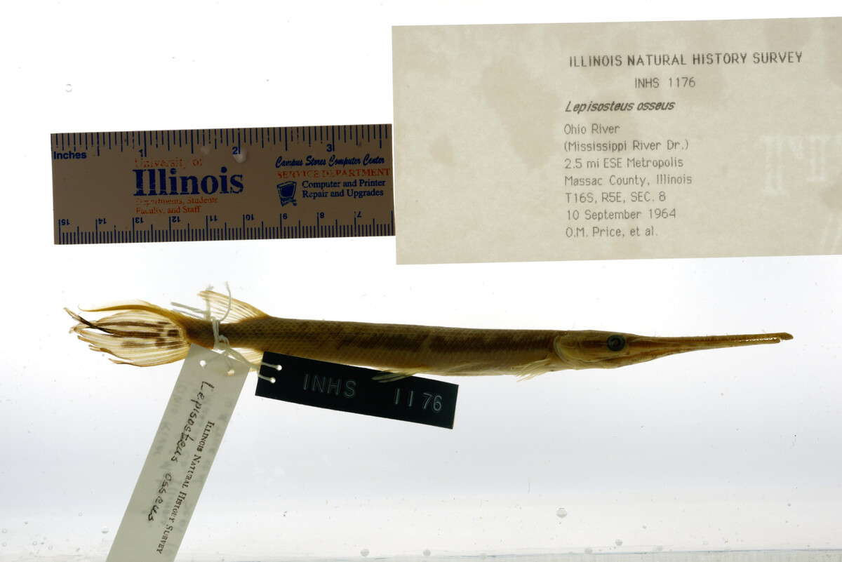 Lepisosteus osseus image