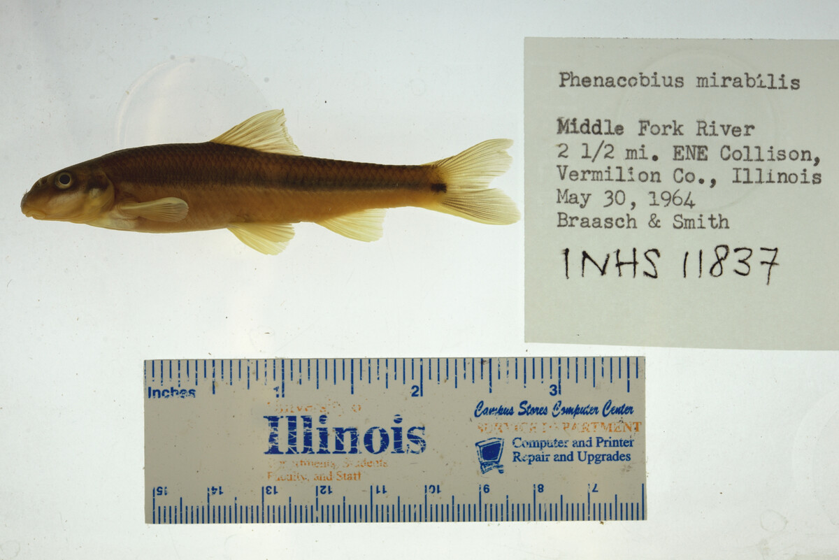Phenacobius mirabilis image