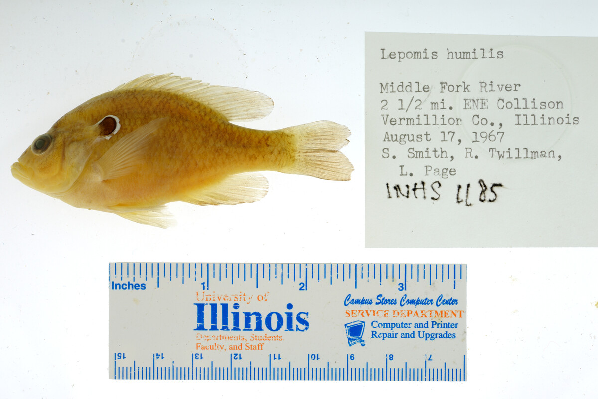 Notropis shumardi image