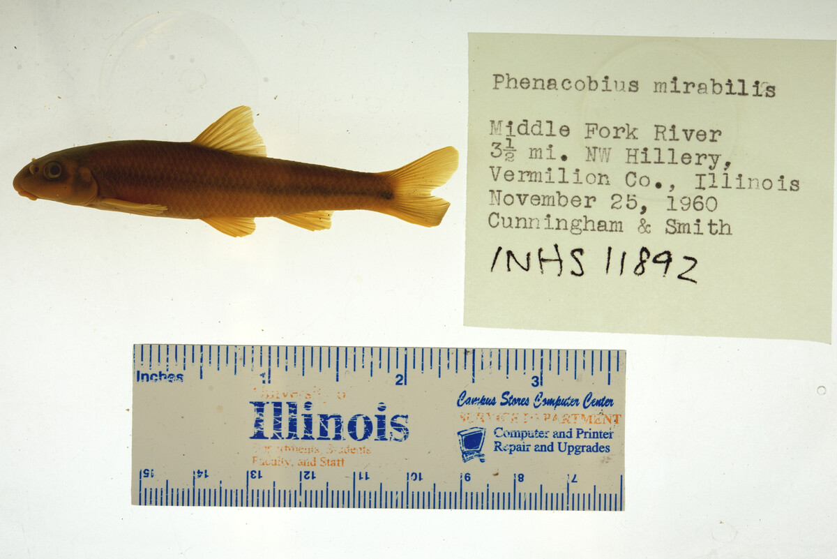 Phenacobius image