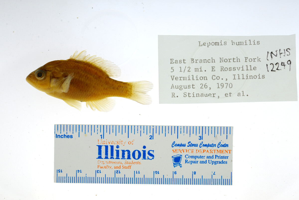 Lepomis humilis image