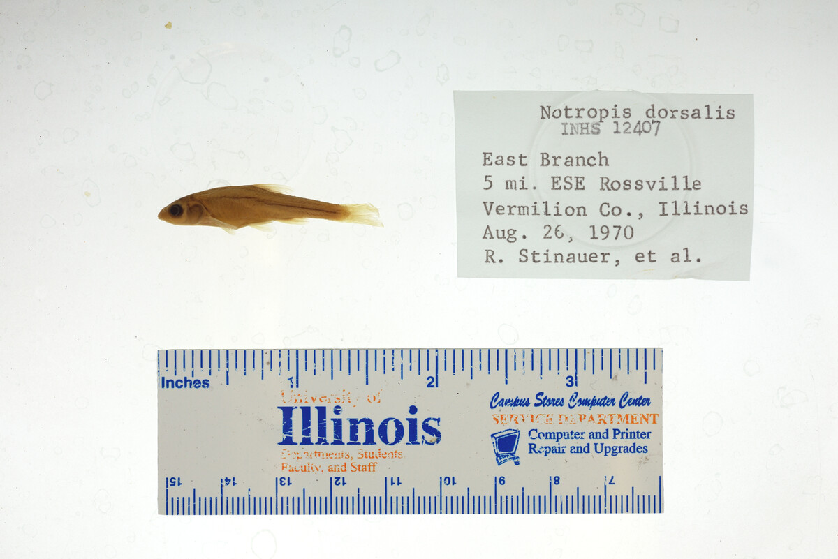 Hybopsis dorsalis image