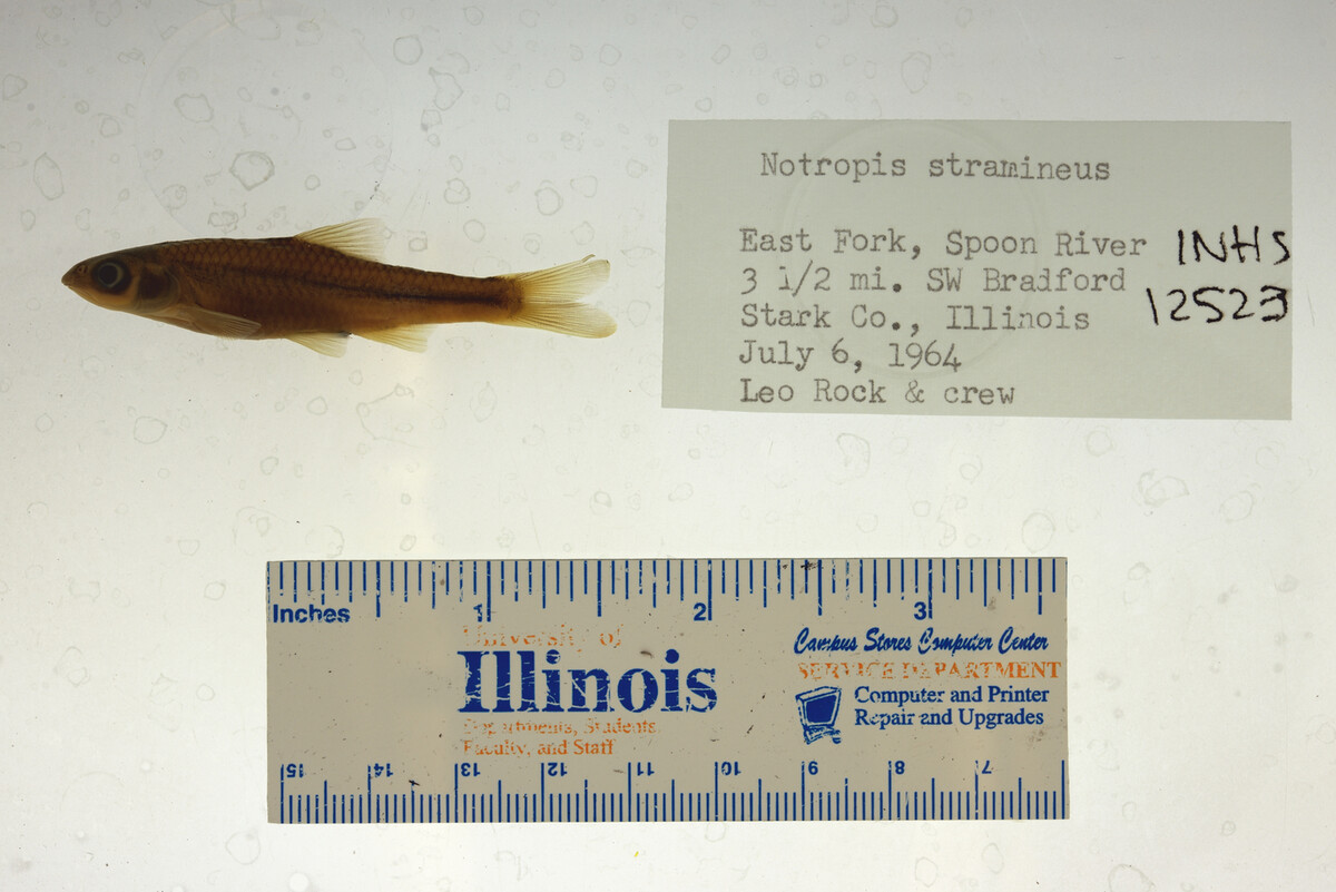 Notropis stramineus image