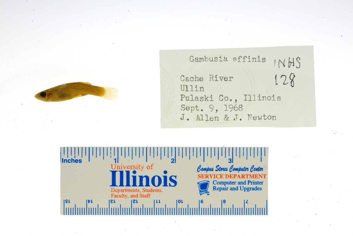 Gambusia affinis image
