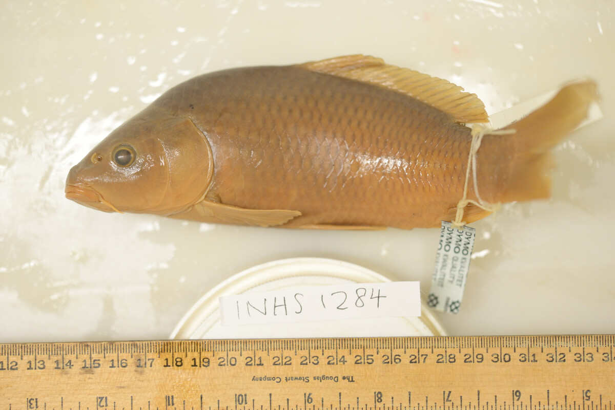 Cyprinus carpio image