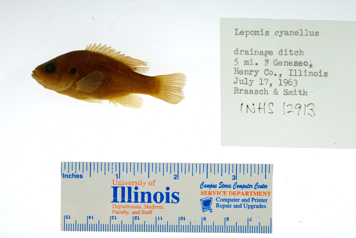 Lepomis cyanellus image
