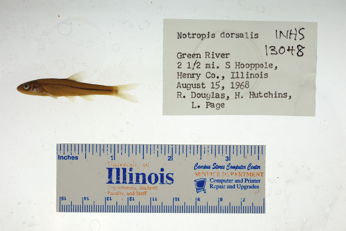 Hybopsis dorsalis image