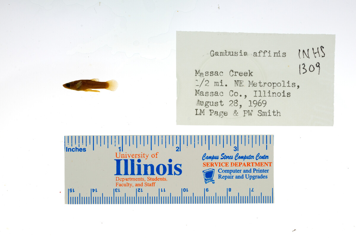 Gambusia affinis image