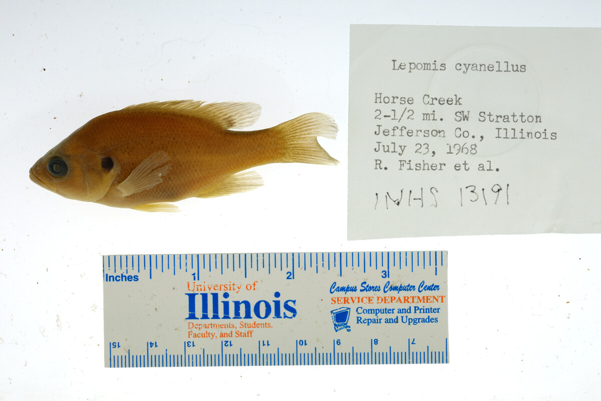 Lepomis cyanellus image